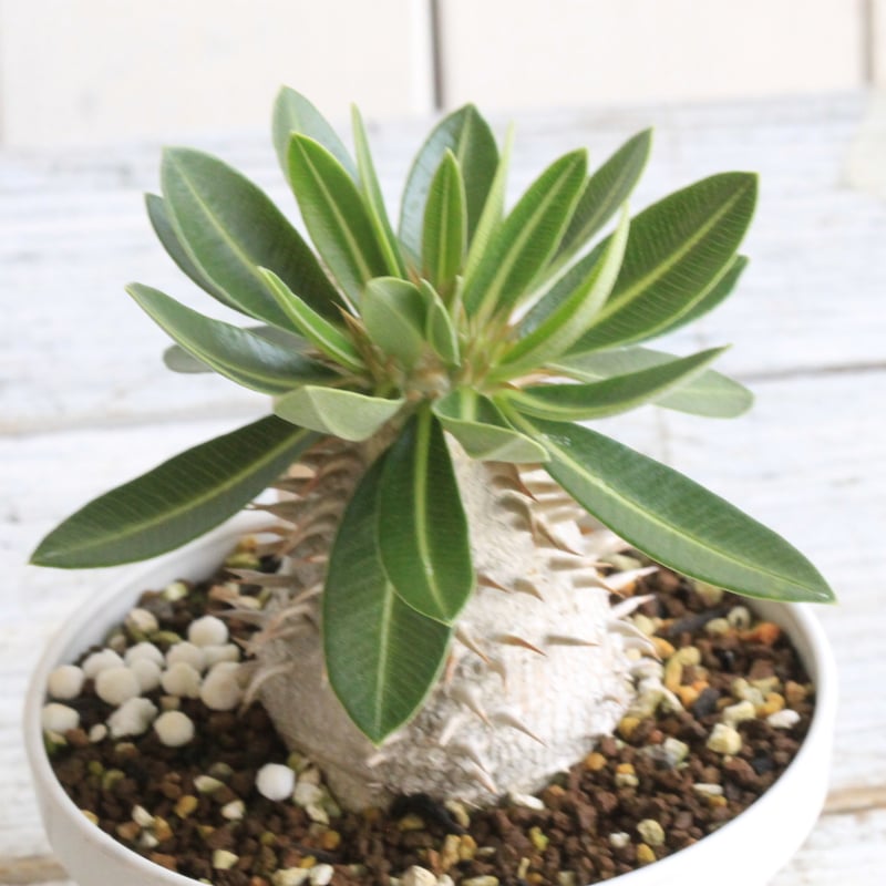 パキポディウム レウコキサンツム×タッキー① | hanayoshi-botanical