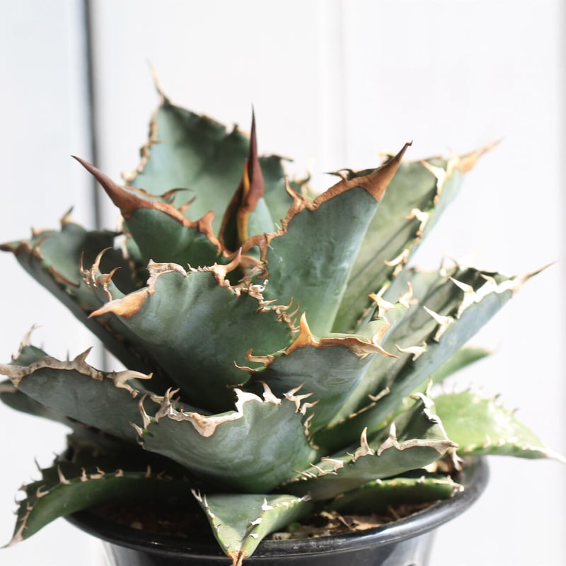 アガベ チタノタ 牡丹厳竜 2head アガベ チタノタ 牡丹厳竜 2head