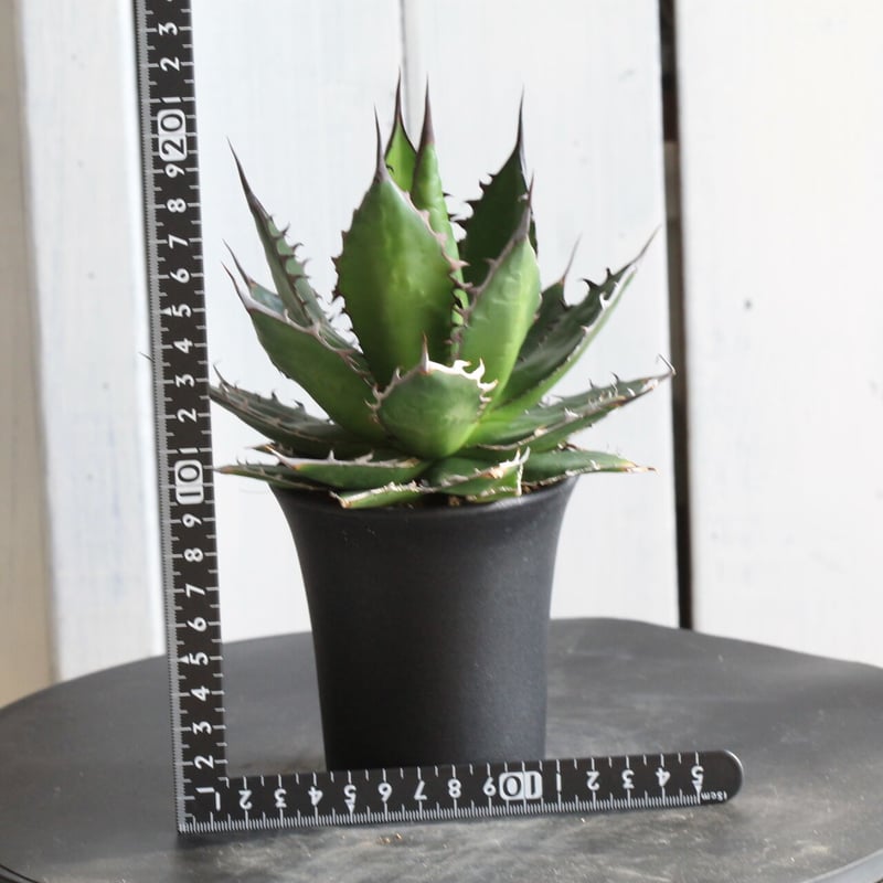 アガベ ホリダ ② 直径約15センチ 根張り良好✨