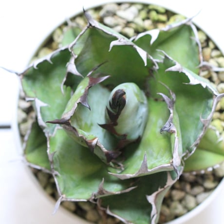 Agave ブラック＆ブルー