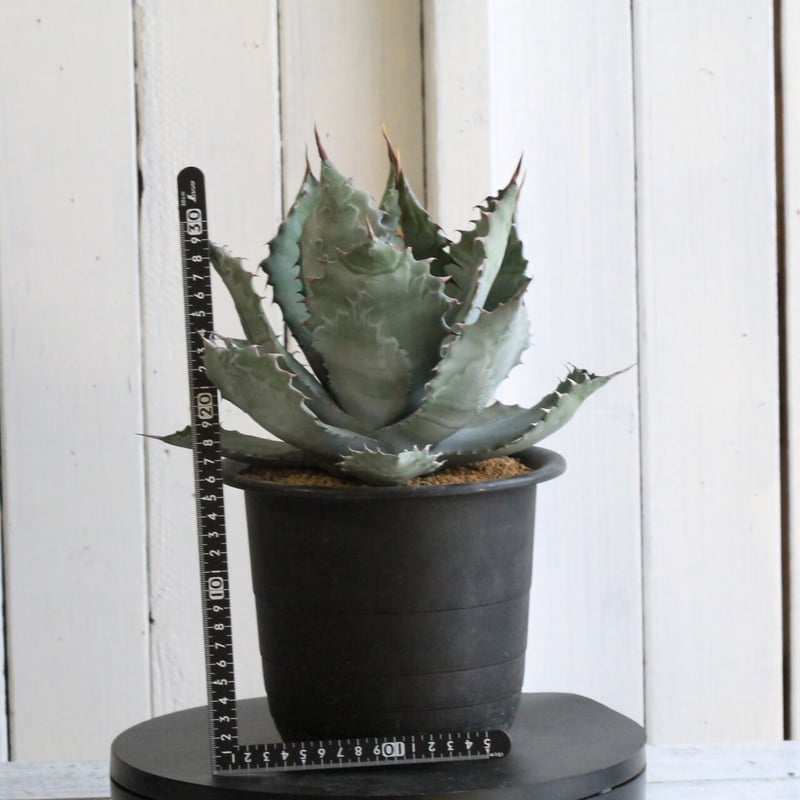 アガベ パラサナ×コロラータ | hanayoshi-botanical