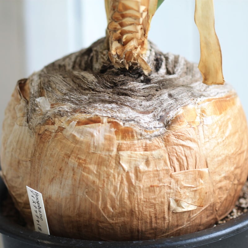 ブーファン ディスティチャ | hanayoshi-botanical