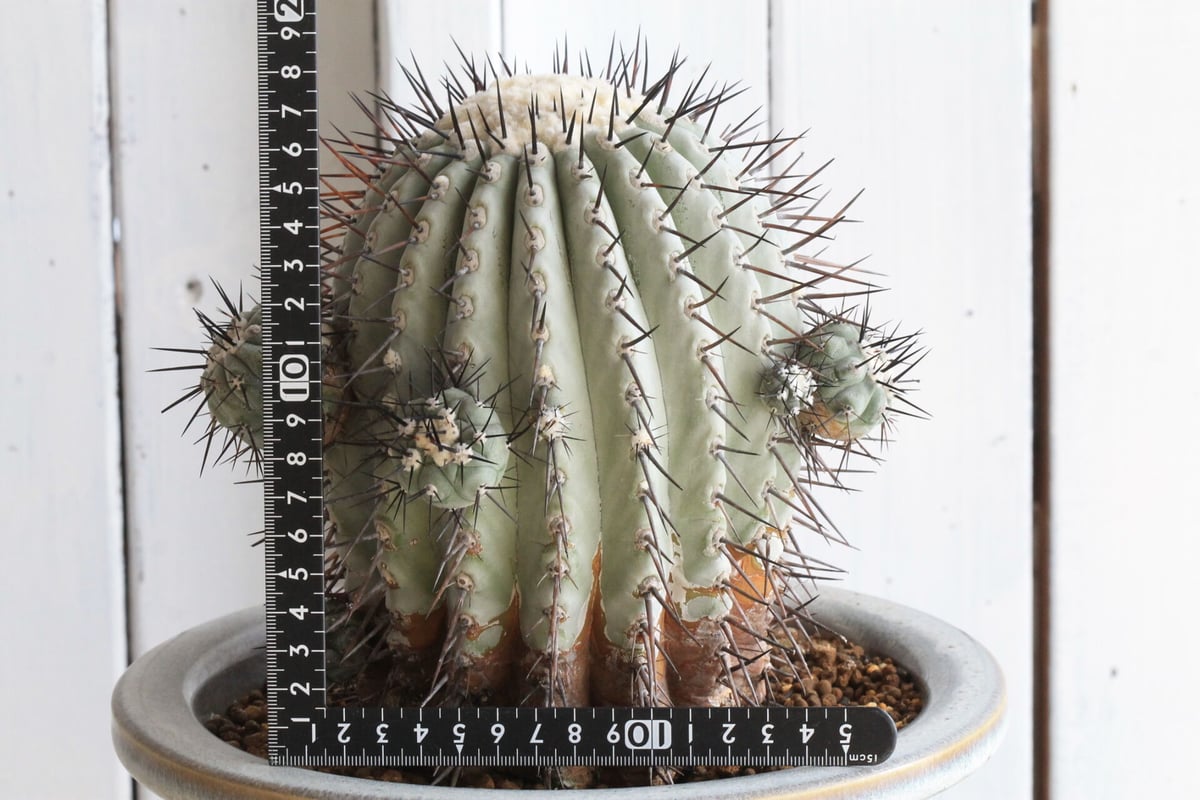 【超希少、開花球、子株8個】コピアポア　シネレア　黒王丸　白肌　幅10㎝　鉢付き 超希少、開花球、子株8個】コピアポアシネレア黒王丸白肌幅10