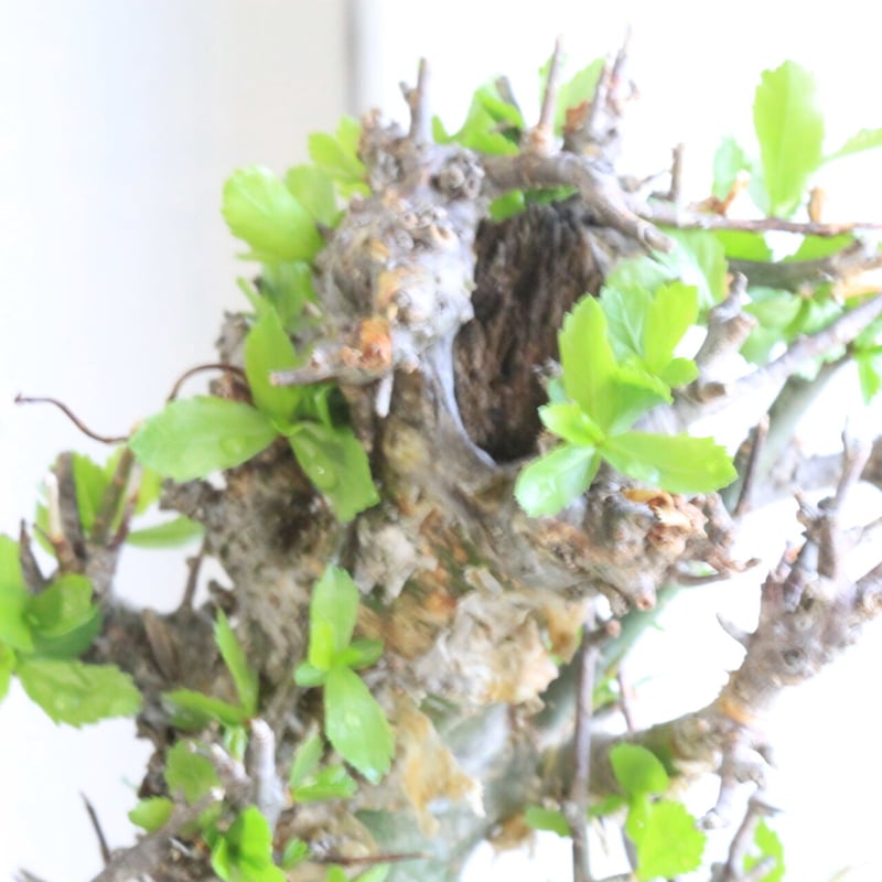 コミフォラ ミルラ | hanayoshi-botanical