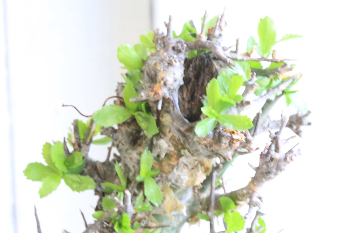 コミフォラ ミルラ | hanayoshi-botanical