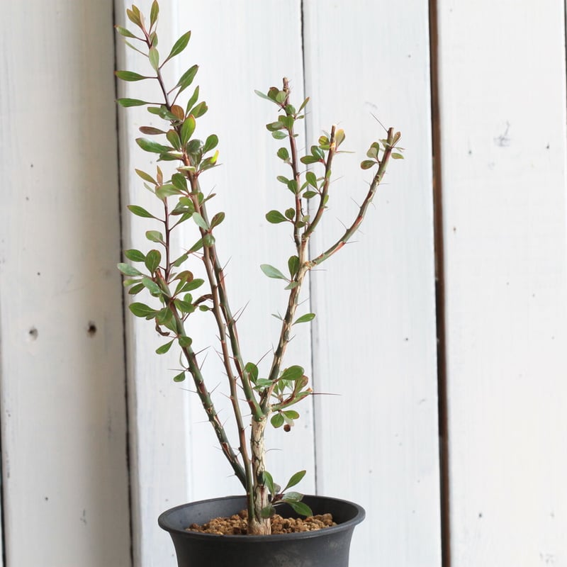 フォークイエリア ファシクラータ | hanayoshi-botanical