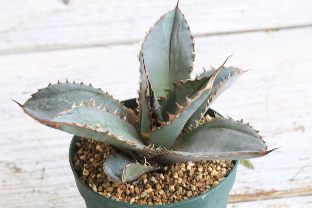 core産　アガベチタノタ　ライオンズメーン アガベ チタノタ ライオンズメーン No.1 | Agave Rocon