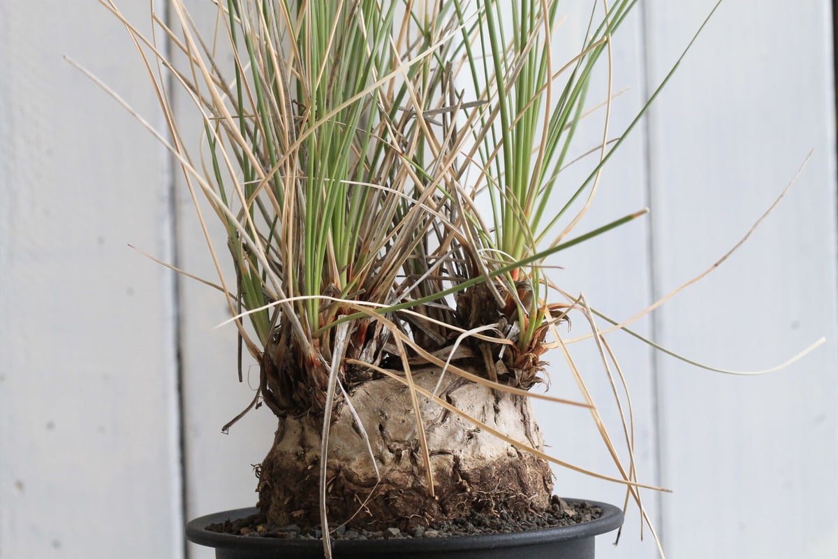 特大株 カリバナス・フーケリー 国内3年管理 発根株 カリバナスフー