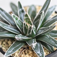 アガベ 氷山 | hanayoshi-botanical
