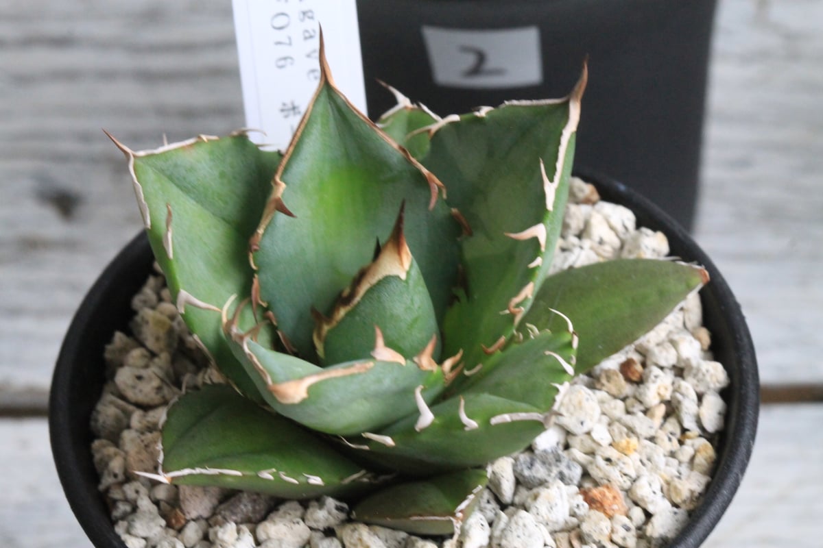 アガベ チタノタ FO076 極上ボールタイプ 子株付き アガベ チタノタ FO076 ボールタイプ | hanayoshi-botanical