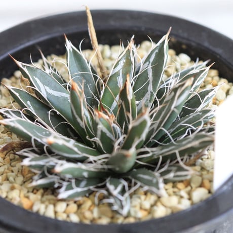 Agave　特小型姫乱雪