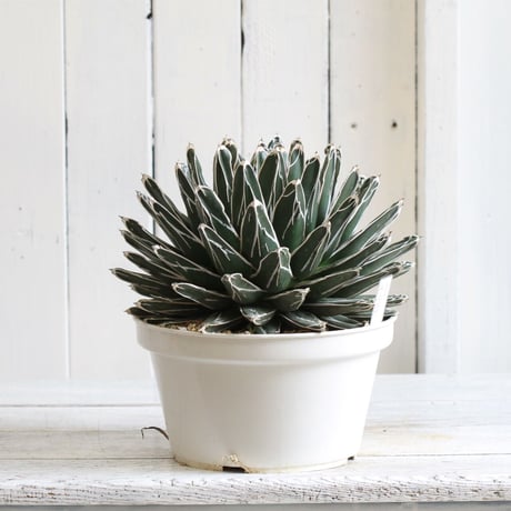 Agave 特選笹の雪