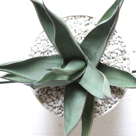 Agave シャークスキン
