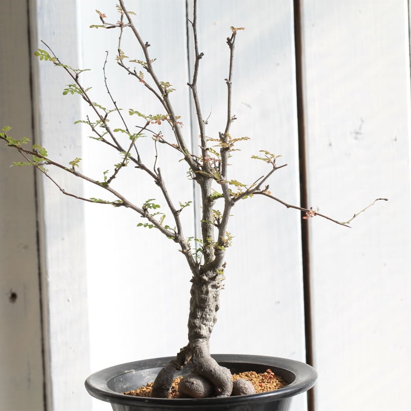 オペルクリカリア・デカリーの基本情報・育て方｜多肉植物