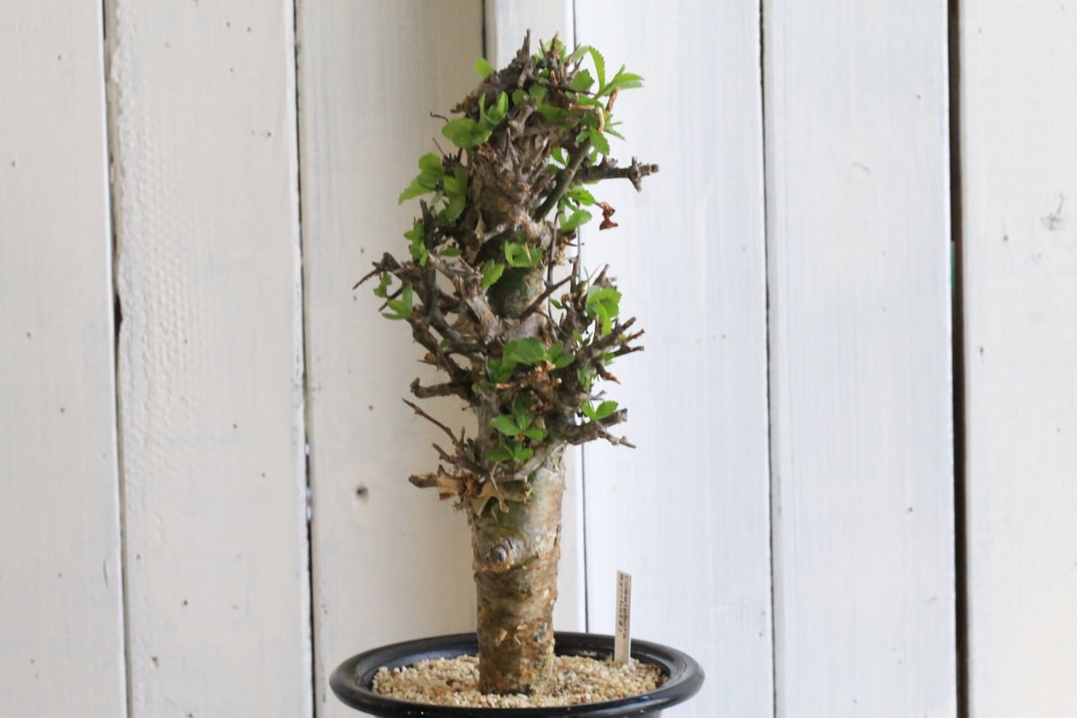 コミフォラ　ミルラ Commiphora myrrha / コミフォラ ミルラ 【微発根】 | GREEN MON