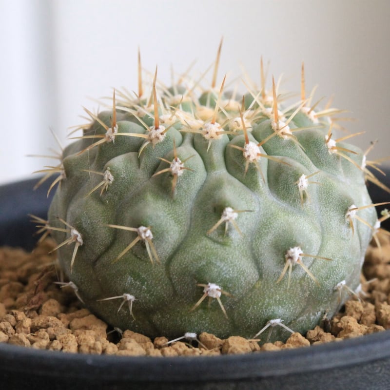 コピアポア コルムナ アルバ（実生） | hanayoshi-botanical