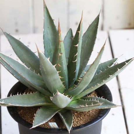 Agave purpusolm　帝釈天