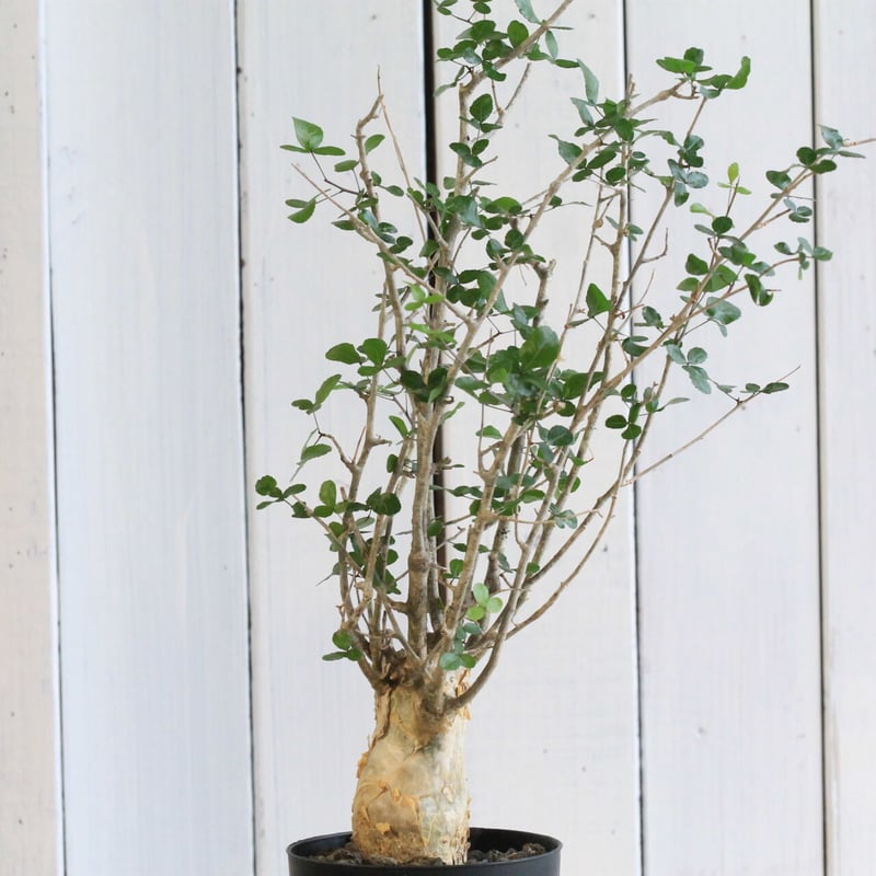 コミフォラ フンベルティ 鉢付き 中村桜士 コミフォラ フンベルティ 鉢