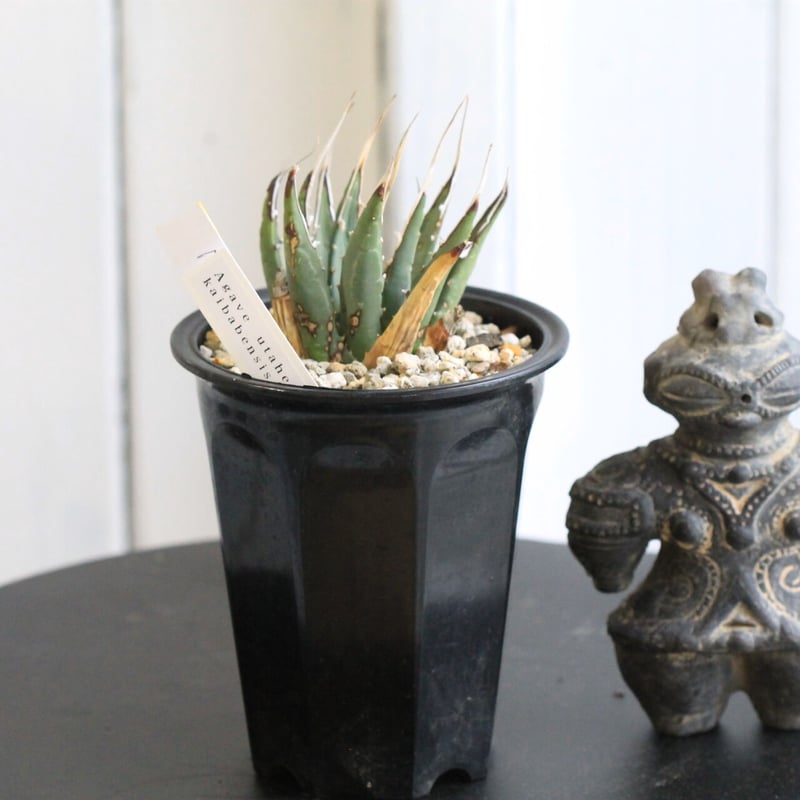 アガベ ユタエンシス カイバベンシス | hanayoshi-botanical