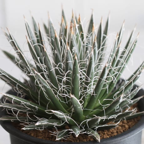 Agave 姫乱れ雪