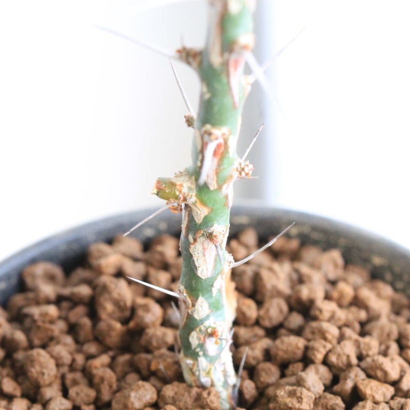 フォークイエリア ファシクラータ | hanayoshi-botanical