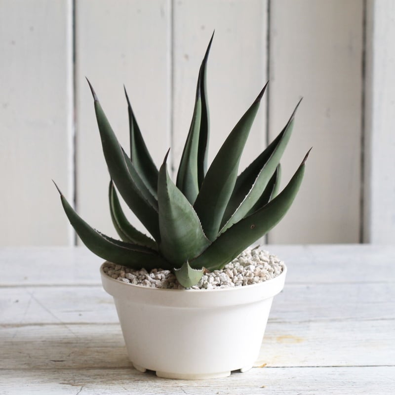 Agave シャークスキン | hanayoshi-botanical Agave シャークスキン | hanayoshi-botanical