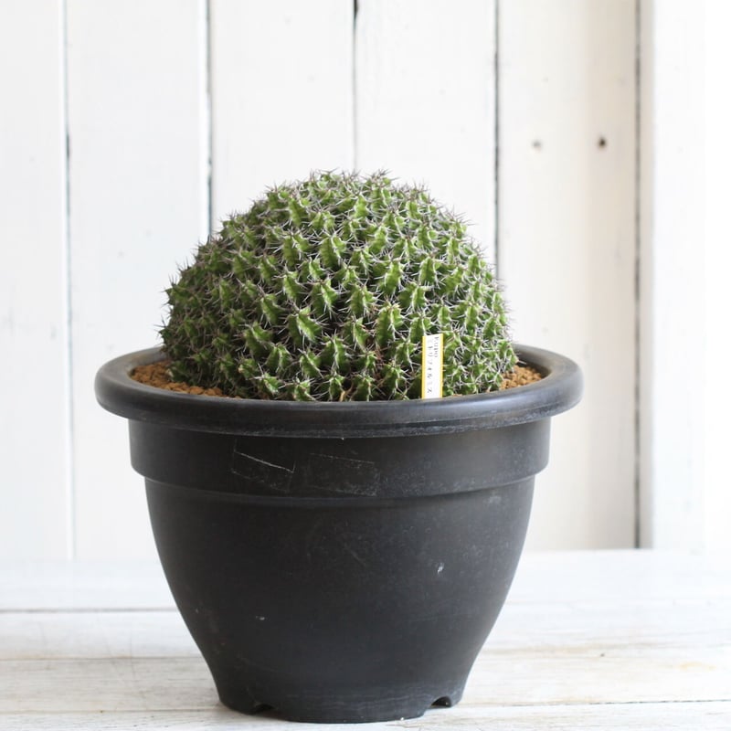 ユーフォルビア ミトリフォルミス 自根 Euphorbia mitriformis ユーフォルビア ミトリフォルミス 自根