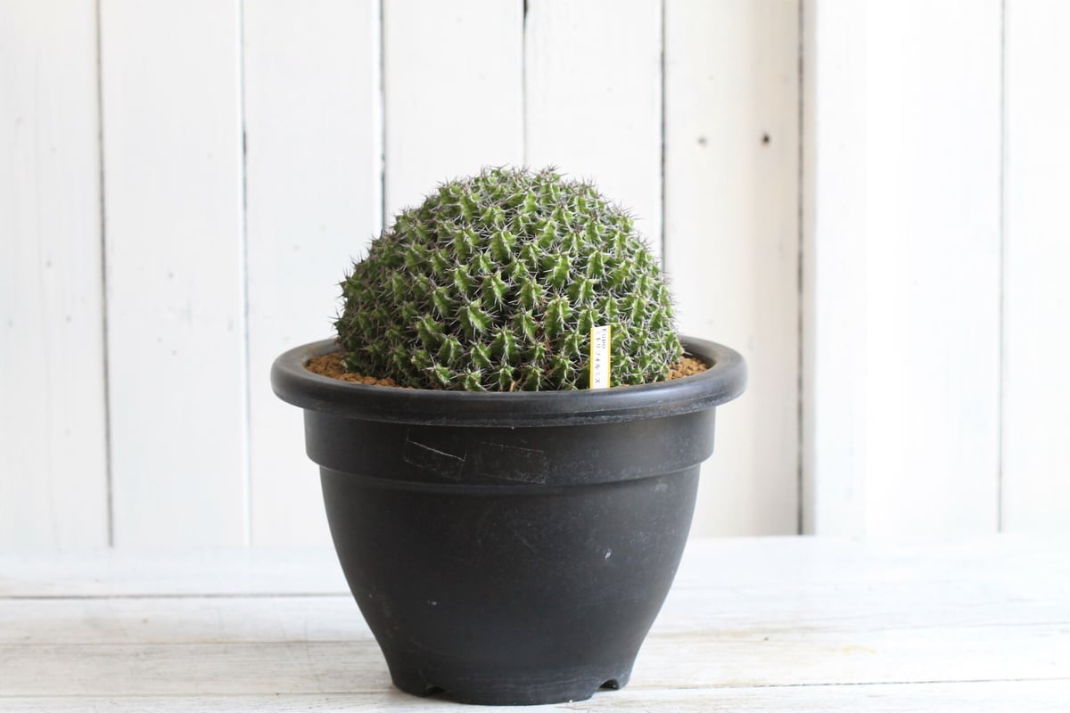 Euphorubia ミトリフォルミス | hanayoshi-botanical