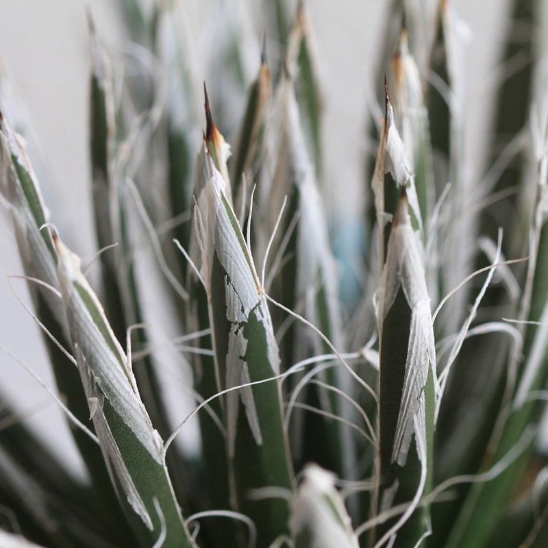 Agave 樹氷 | hanayoshi-botanical