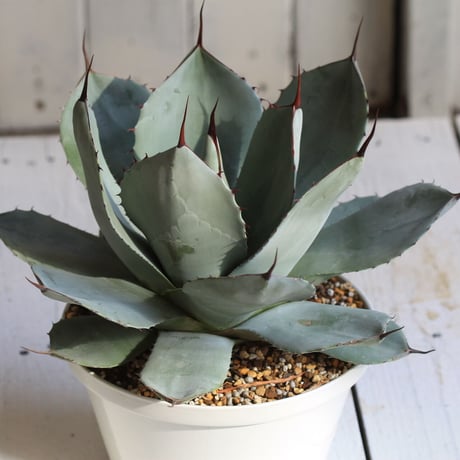 Agave パリー・トルンカータ