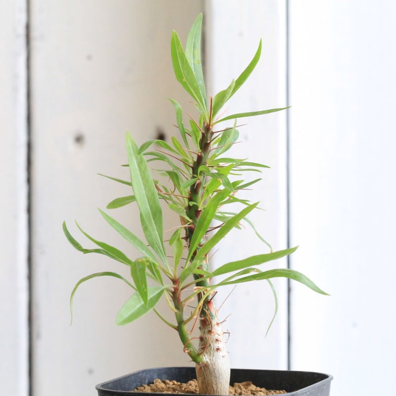 フォークイエリア プルプシー（実生） | hanayoshi-botanical