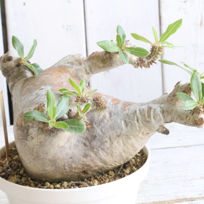 パキポディウム マカイエンセ　現地球　鉢付き パキポディウム マカイエンセ 現地球 | hanayoshi-botanical