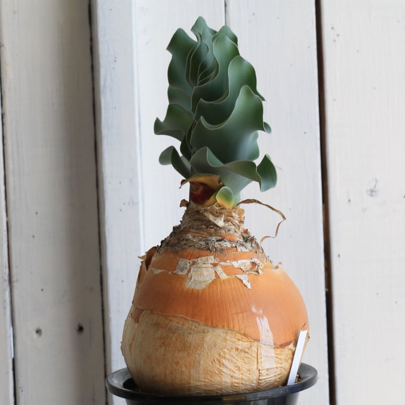 ブーファン　ハエマントイデス　カキコ ブーフォン ハエマントイデス／Boophone haemanthoides no.1