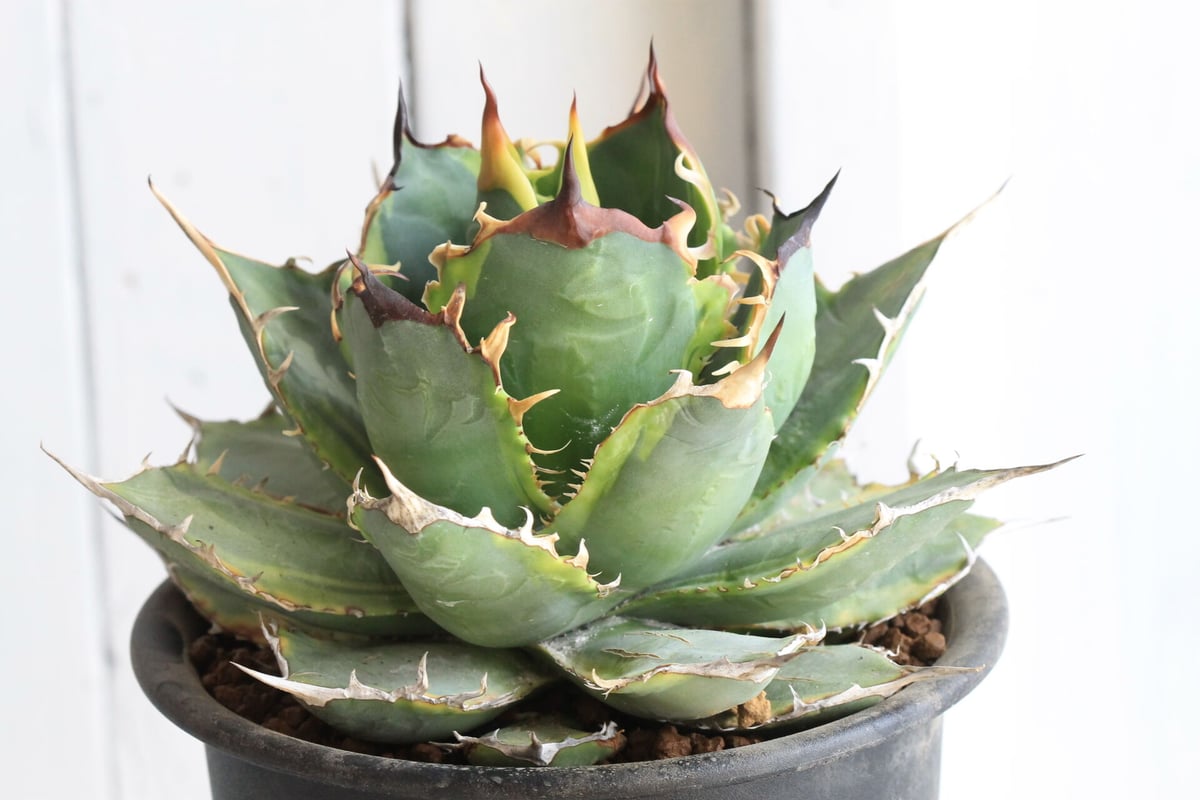 アガベ　オリザバ　黄覆輪斑　9センチ❗ アガベ オリザバ 黄覆輪斑 9センチ❗