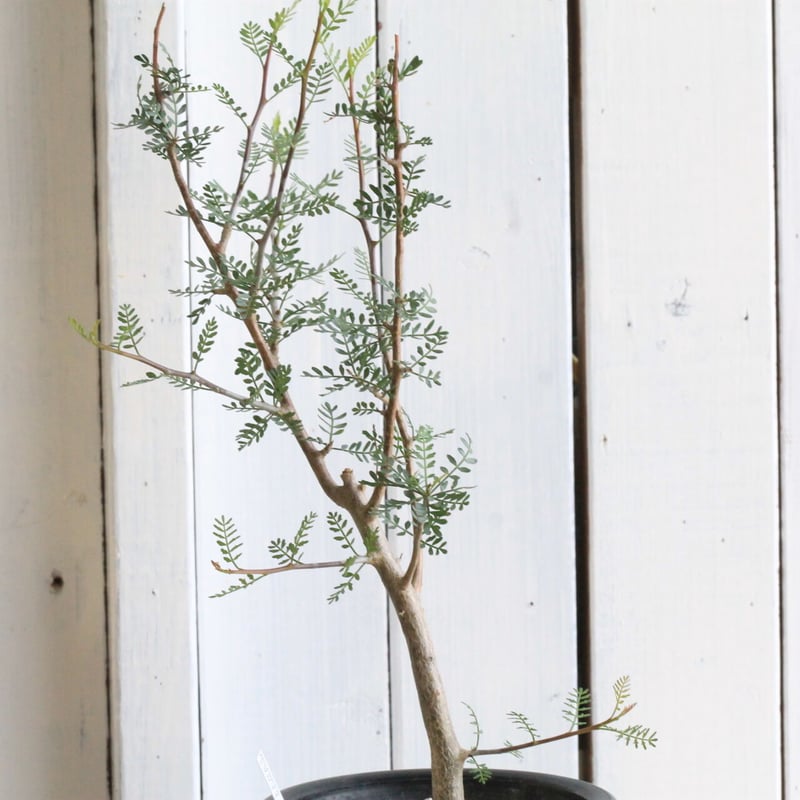 ブルセラ ミクロフィラ | hanayoshi-botanical