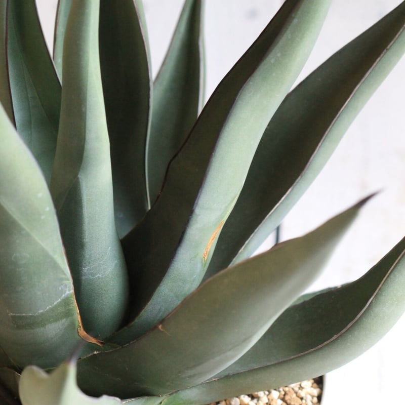 Agave シャークスキン | hanayoshi-botanical Agave シャークスキン | hanayoshi-botanical