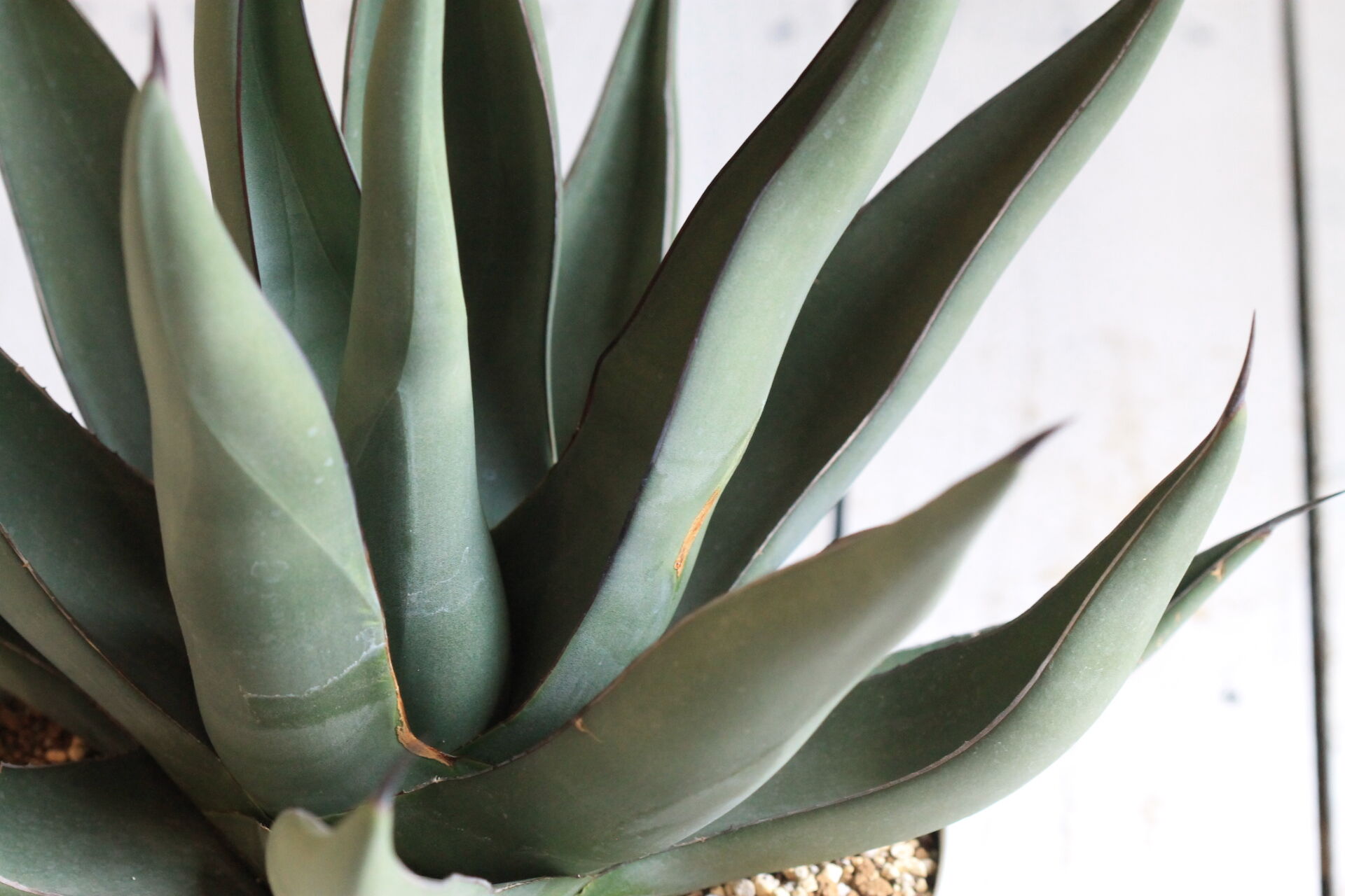 Agave シャークスキン | hanayoshi-botanical