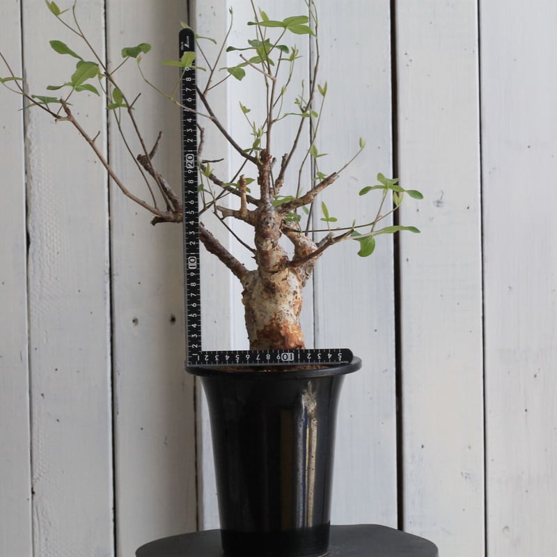 コミフォラ オルビクラリス | hanayoshi-botanical