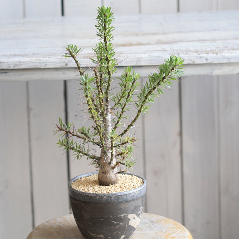 実生10年以上】【まん丸】【鉢ごと発送】フォークイエリアプルプシー実生