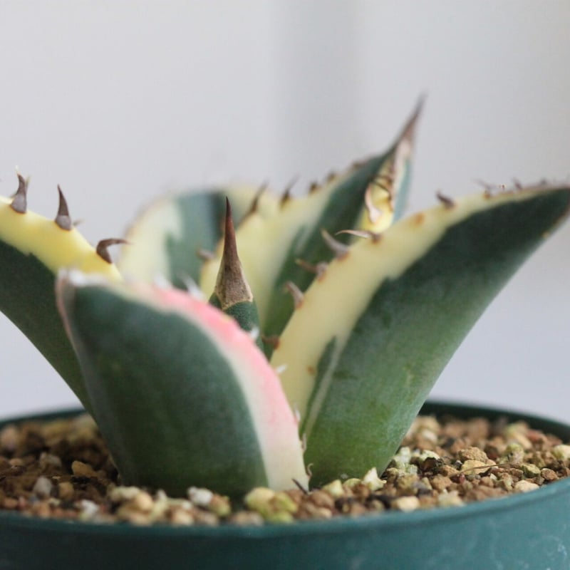 Agave titanota スナグルトゥース | hanayoshi-botanical