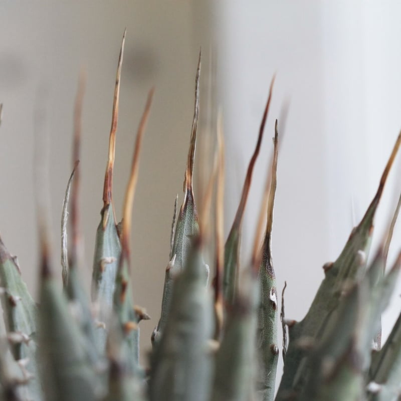 アガベ ユタエンシス エボリスピナ | hanayoshi-botanical