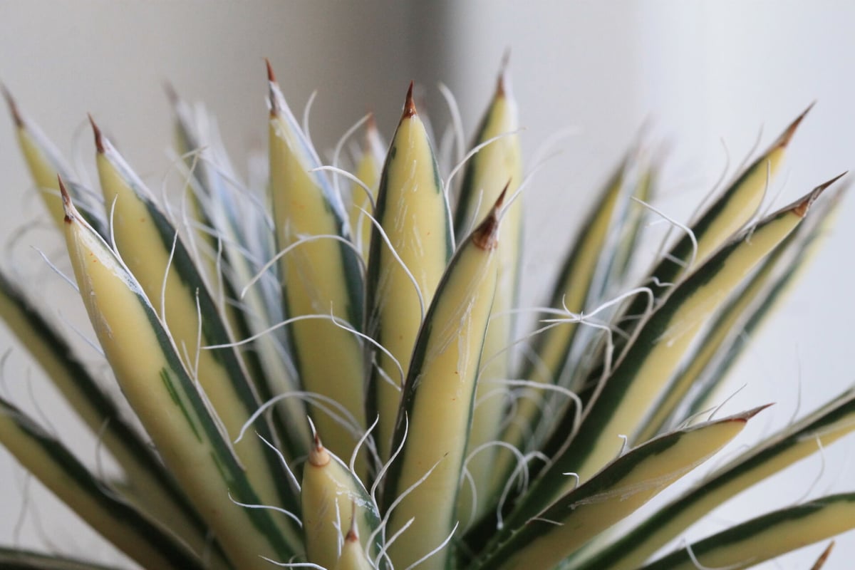 【アガベ】姫乱雪　超特選株 アガベ姫乱雪の基本情報・育て方｜多肉植物・サボテン図鑑