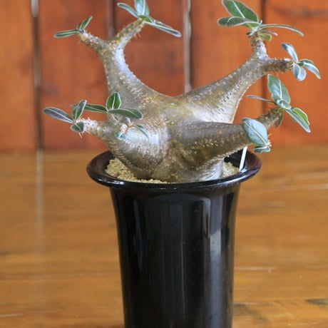 pachypodium cactipes パキポディウム　カクティペス