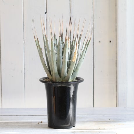 Agave ユタエンシス エボリスピナ
