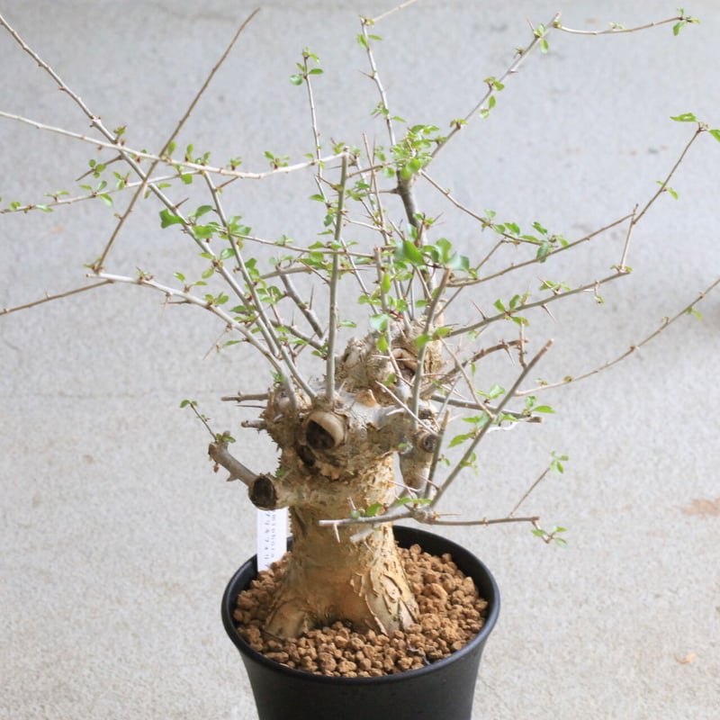 【芽吹確認】コミフォラ　シンプリキフォリア 芽吹確認】コミフォラ シンプリキフォリア