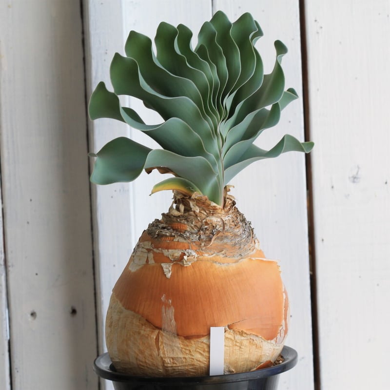 ブーファン　ハエマントイデス　カキコ ブーファン ハエマントイデス カキコ - メルカリ