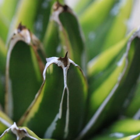Agave 輝山