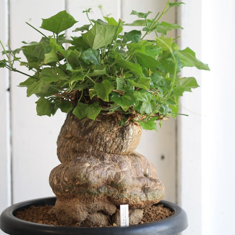 ゲラルダンサス マクロザリス | hanayoshi-botanical