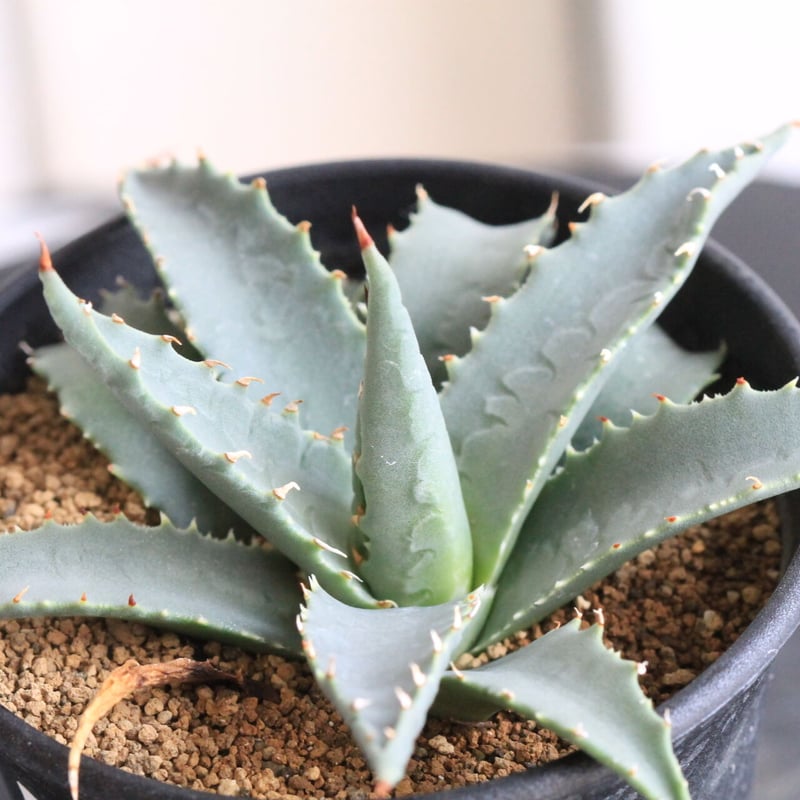 アガベ ユタエンシス ネバデンシス | hanayoshi-botanical