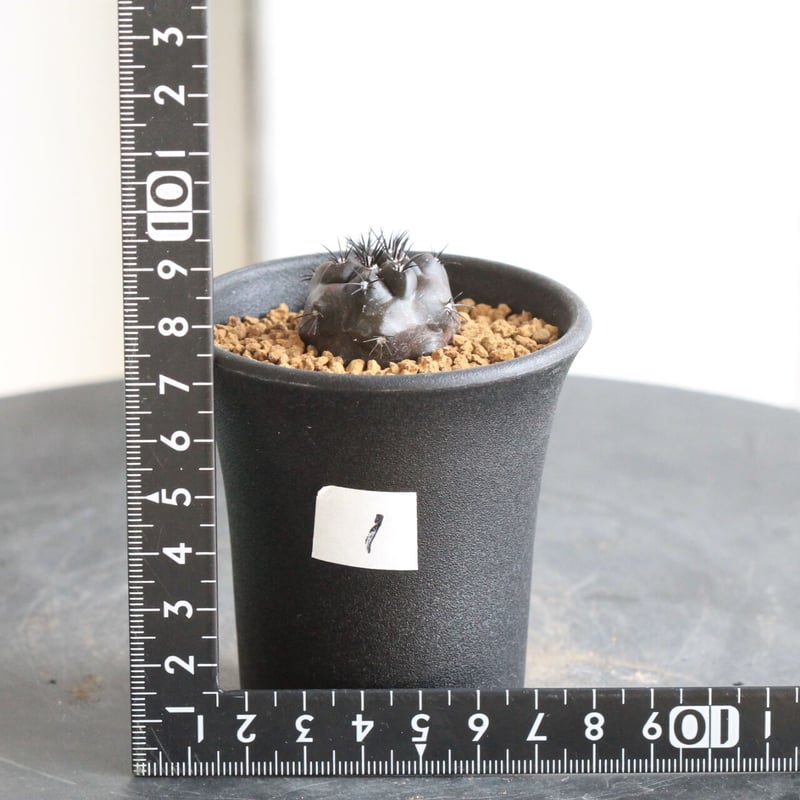 コピアポア // デュラ // ハイブリッド / 斑入り（20250803-8） コピアポア デュラ | hanayoshi-botanical